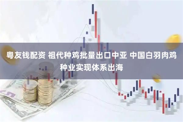 粤友钱配资 祖代种鸡批量出口中亚 中国白羽肉鸡种业实现体系出海